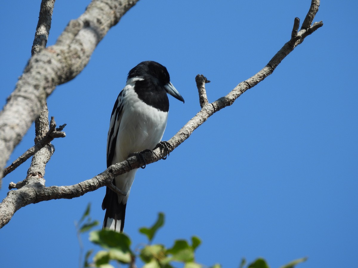 Pied Butcherbird - ML587180251