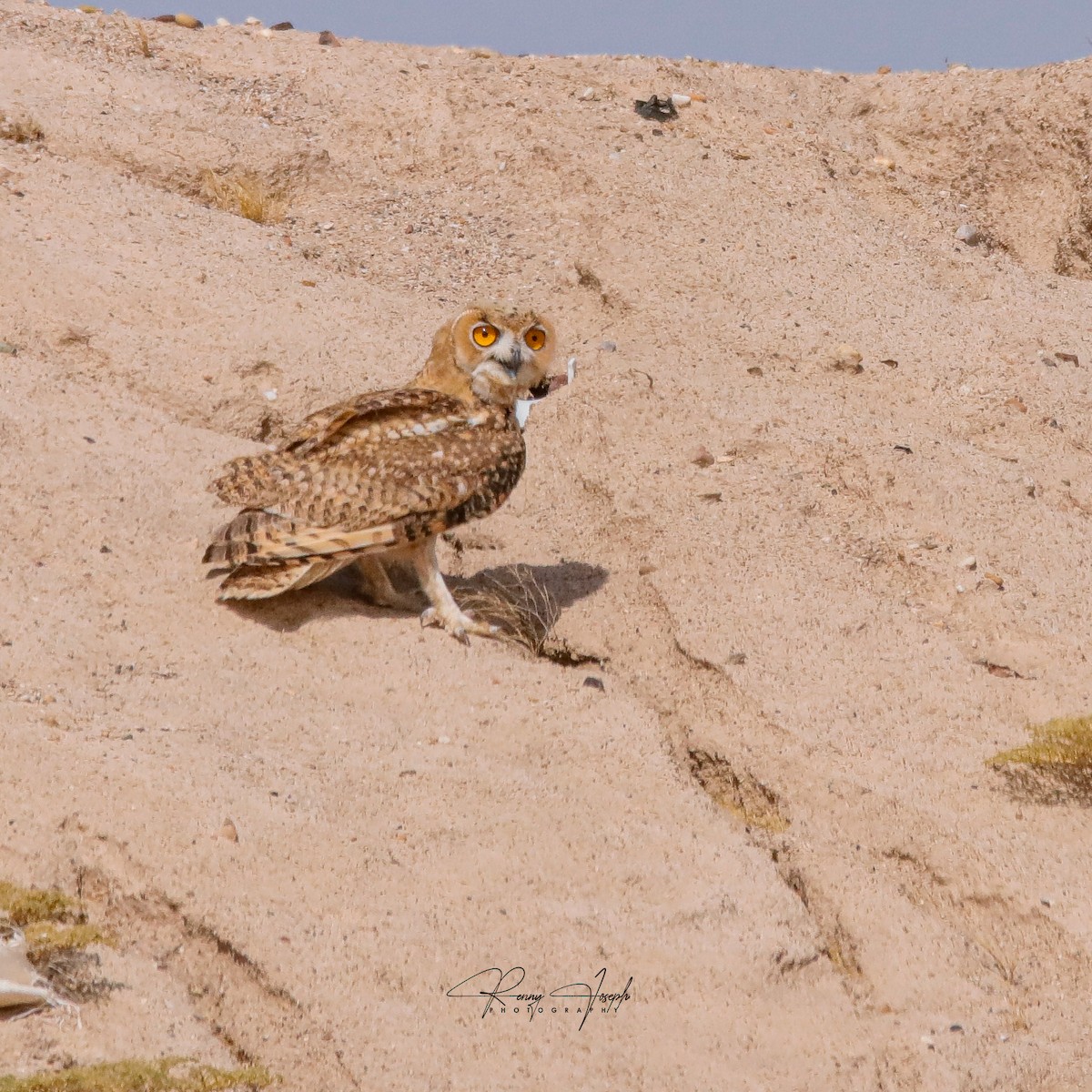 Pharaoh Eagle-Owl - Renny Joseph