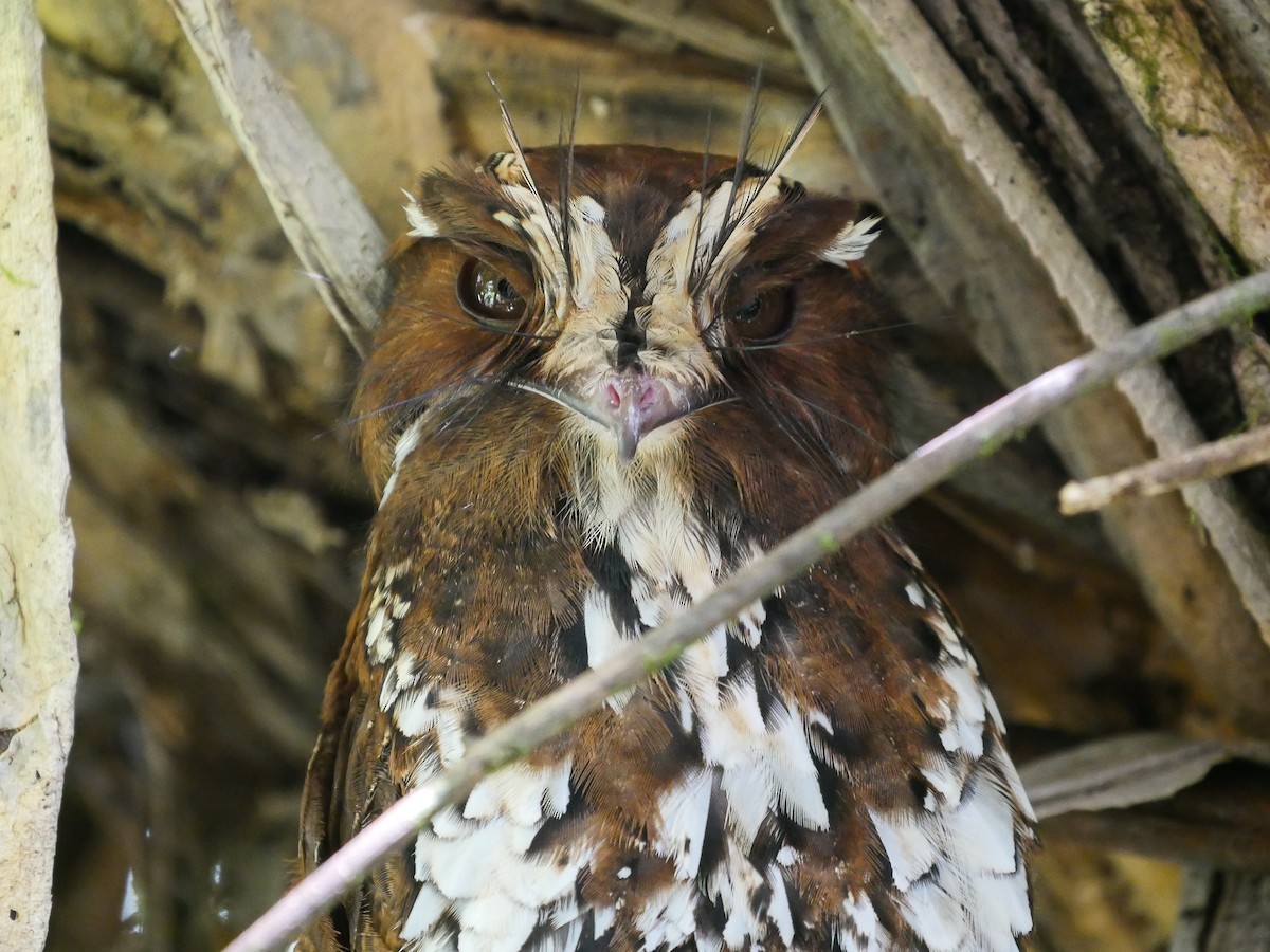 Feline Owlet-nightjar - Tim Boucher