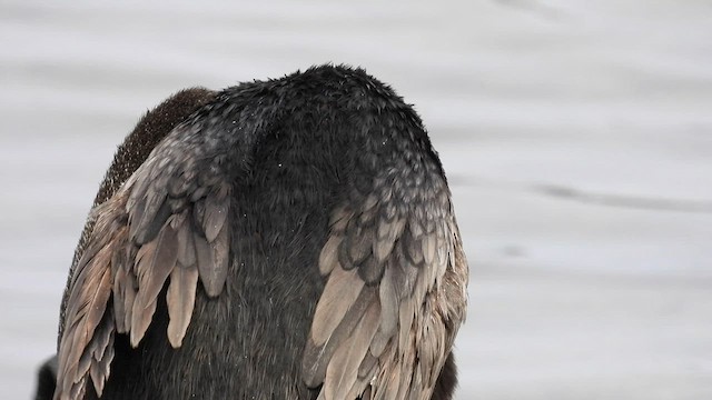 Cormorán Mancón - ML587183571