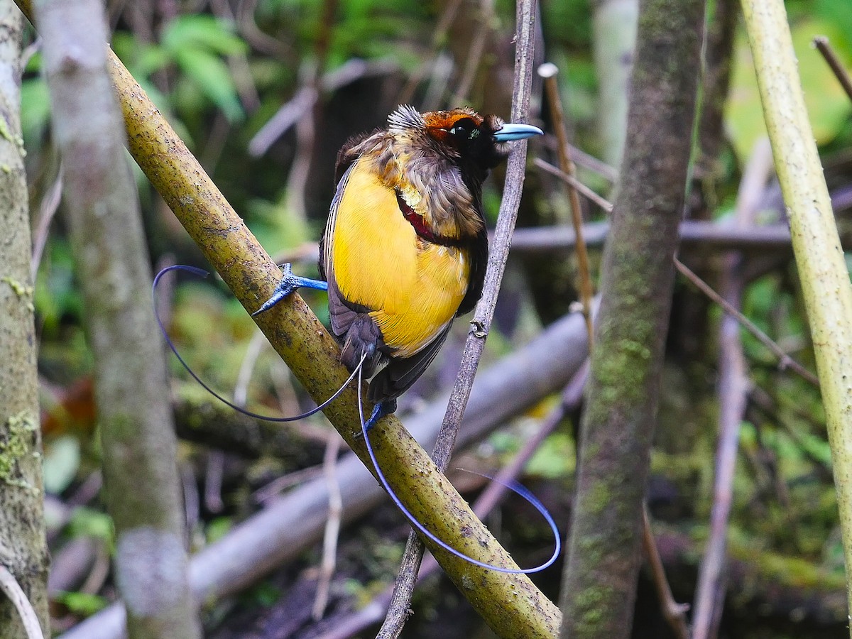 Magnificent Bird-of-Paradise - ML587183871