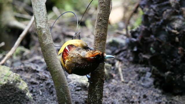 Magnificent Bird-of-Paradise - ML587183891