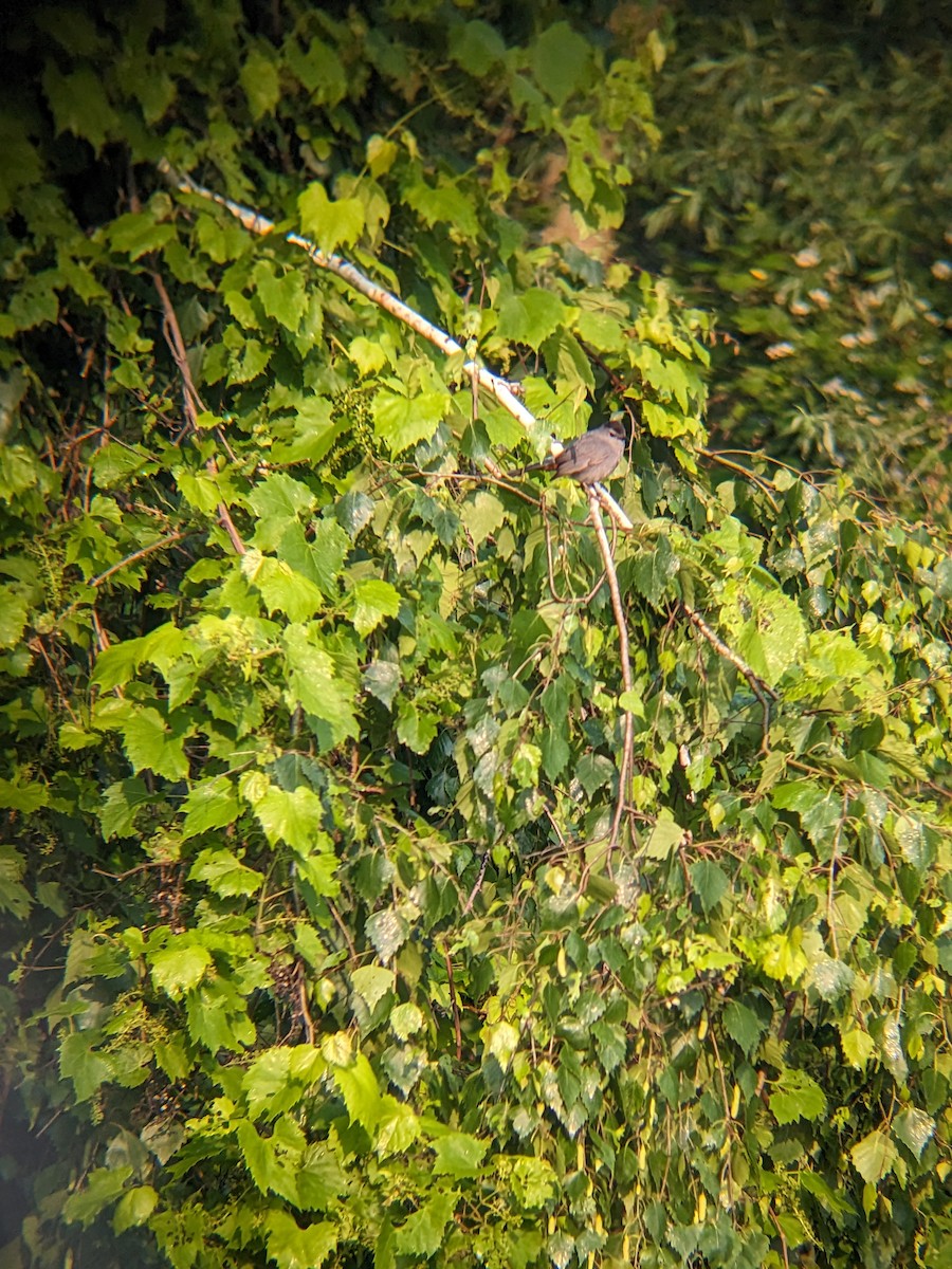 Gray Catbird - ML587184071