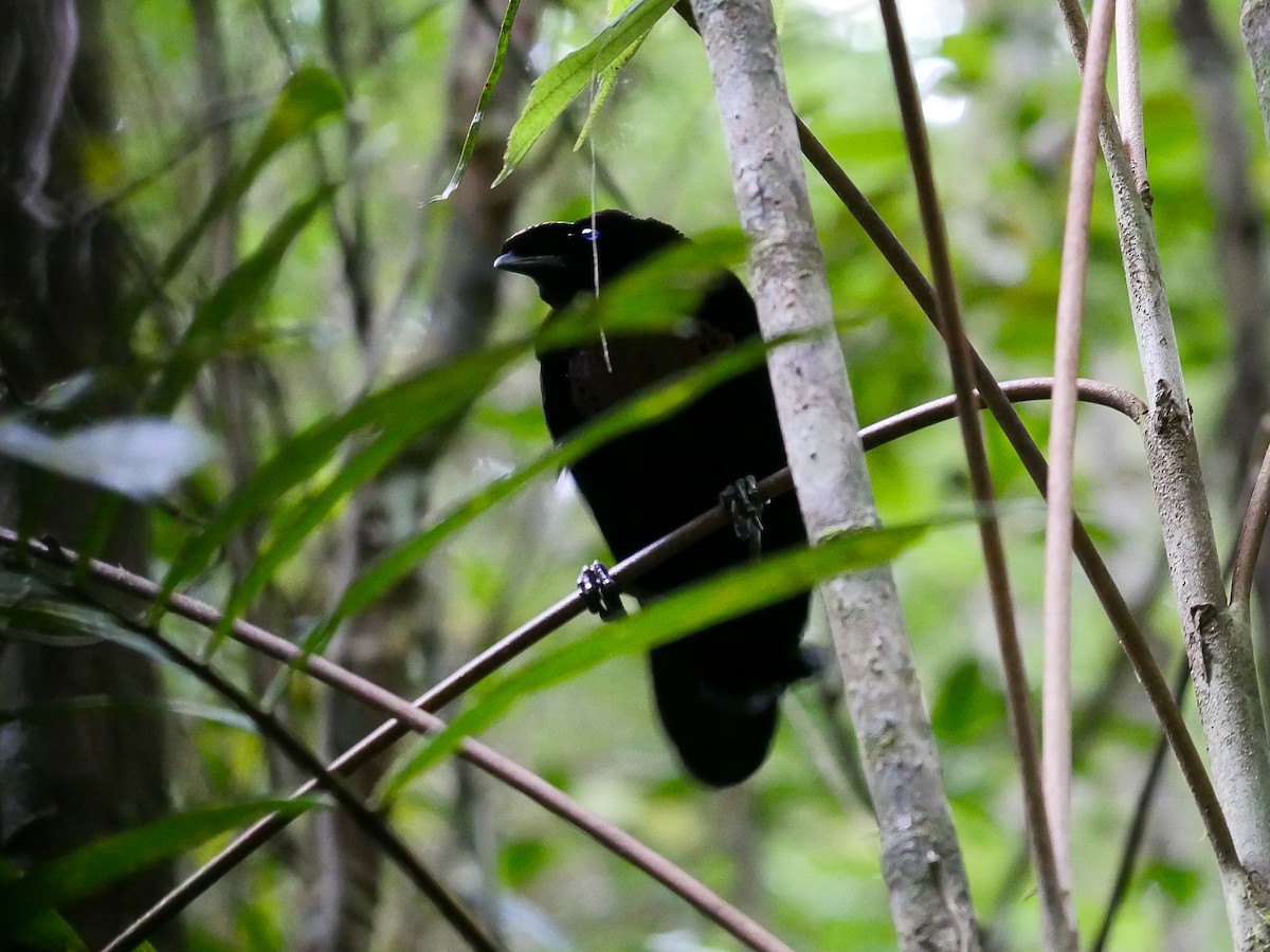 Western Parotia - ML587184411