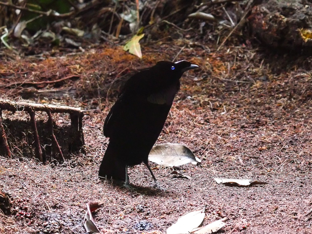 Western Parotia - ML587184421