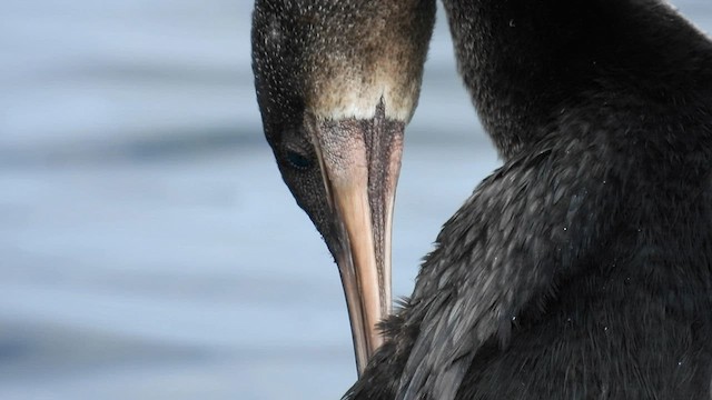 Flightless Cormorant - ML587185681