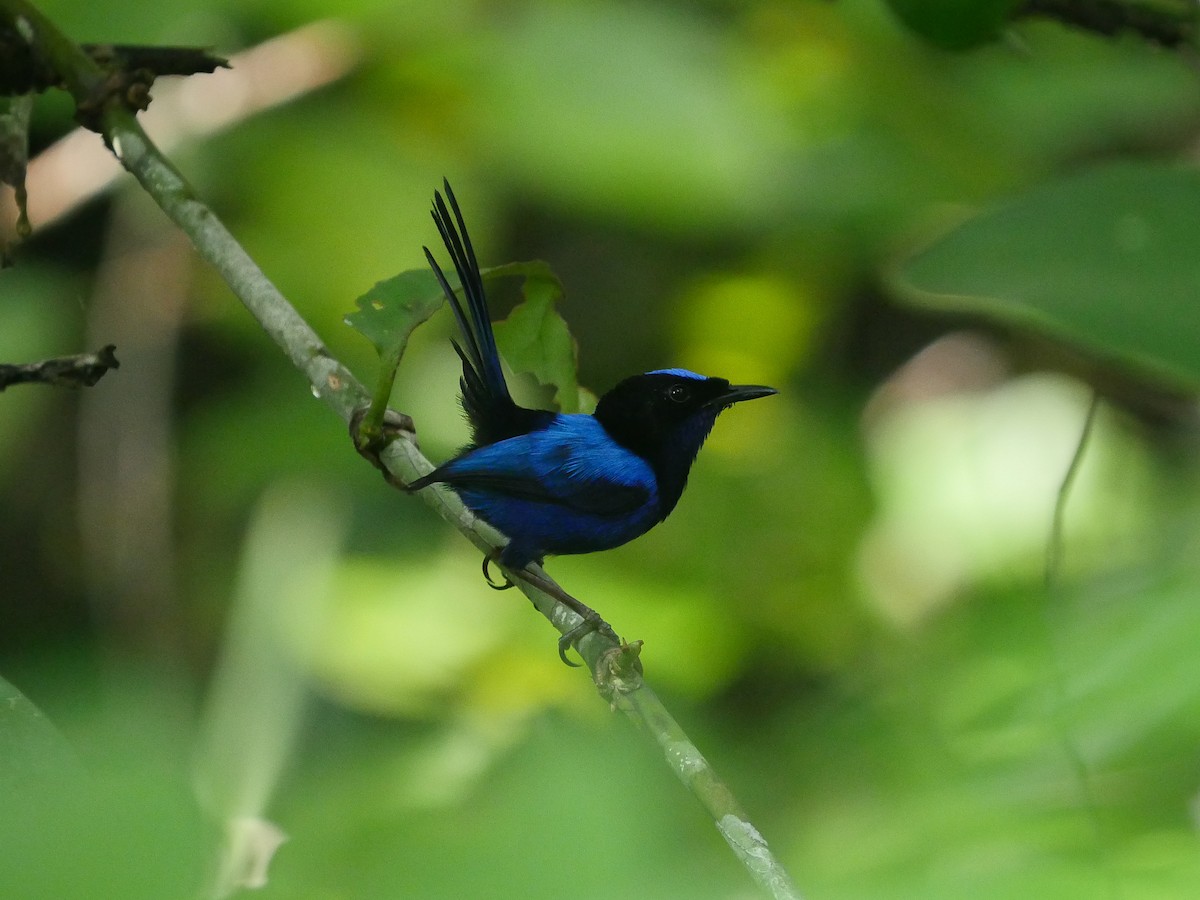 Emperor Fairywren - Tim Boucher