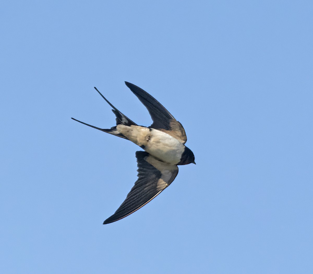 Barn Swallow - ML587186141