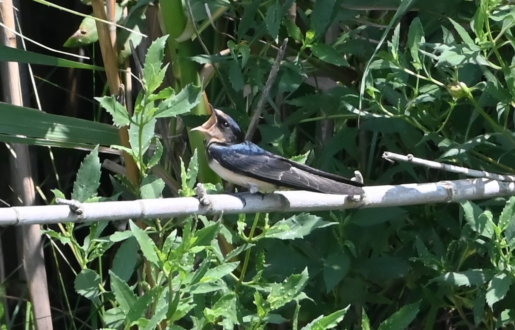 Barn Swallow - ML587187721