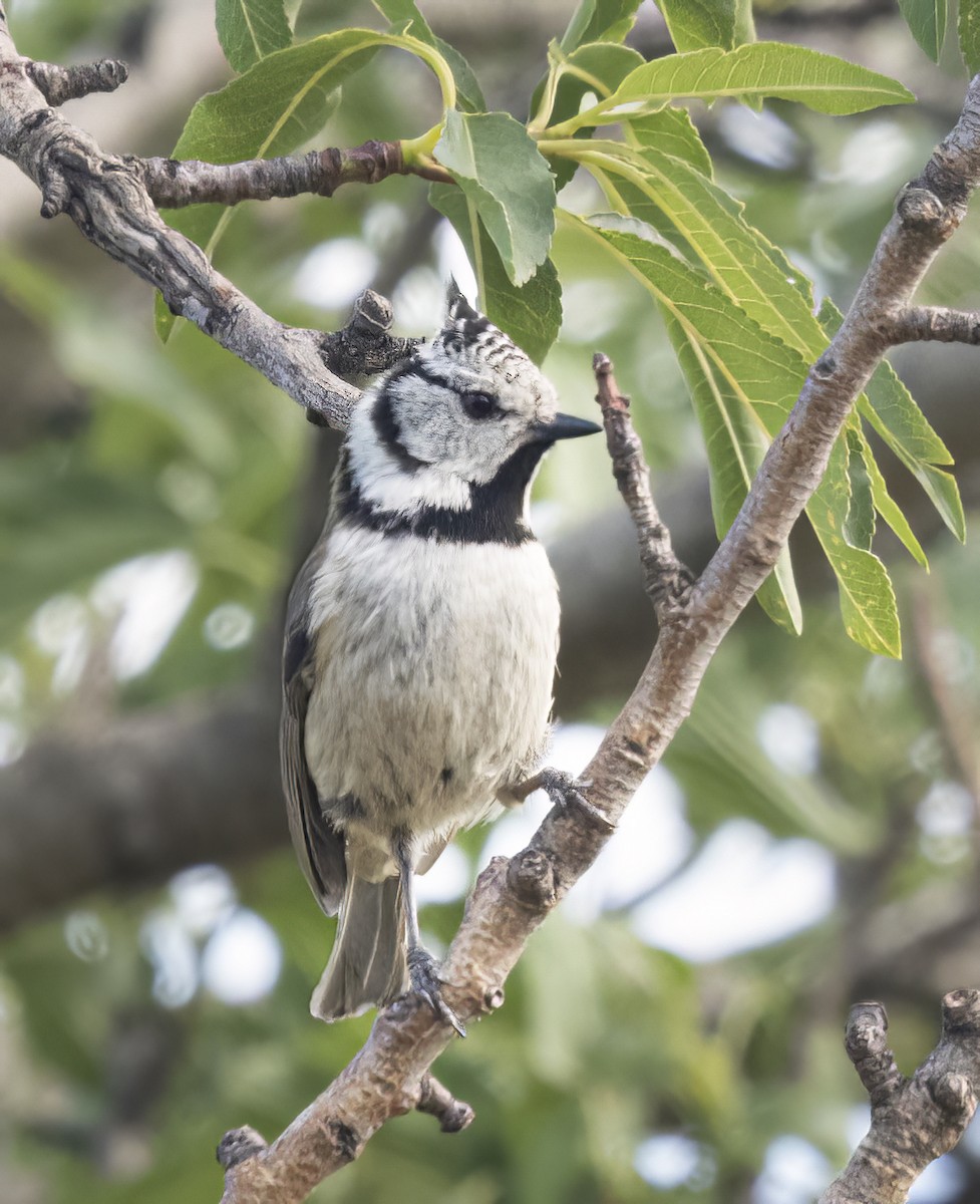 Crested Tit - ML587187841
