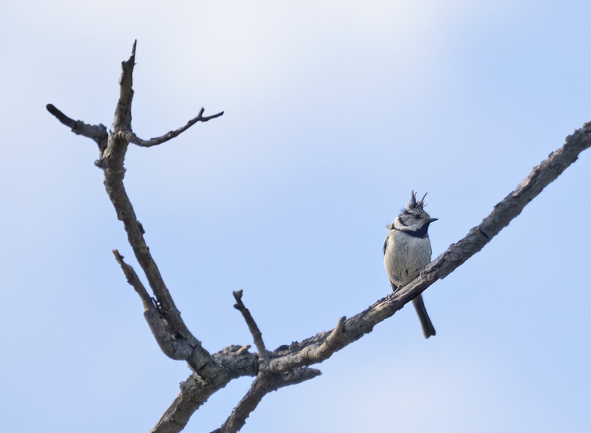 Crested Tit - ML587187851