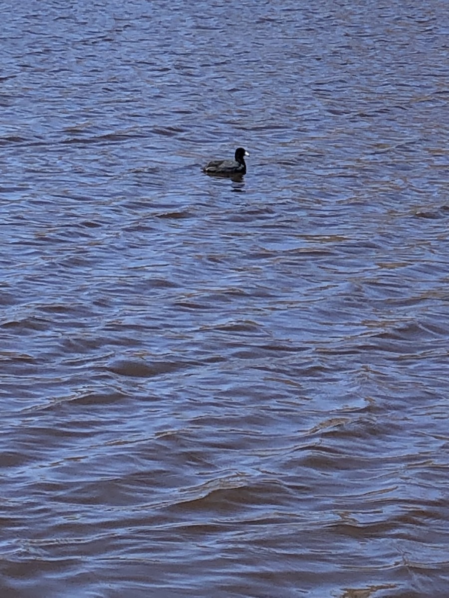 American Coot - ML587187891