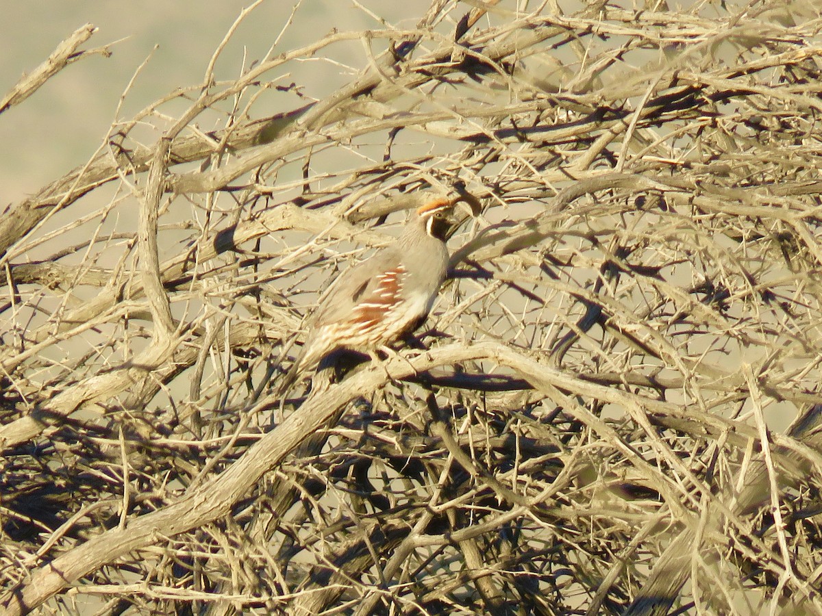 Gambel's Quail - Johnny Galt