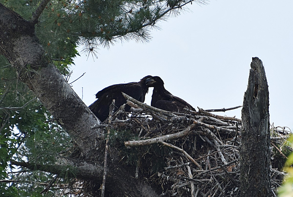 Bald Eagle - ML587188331