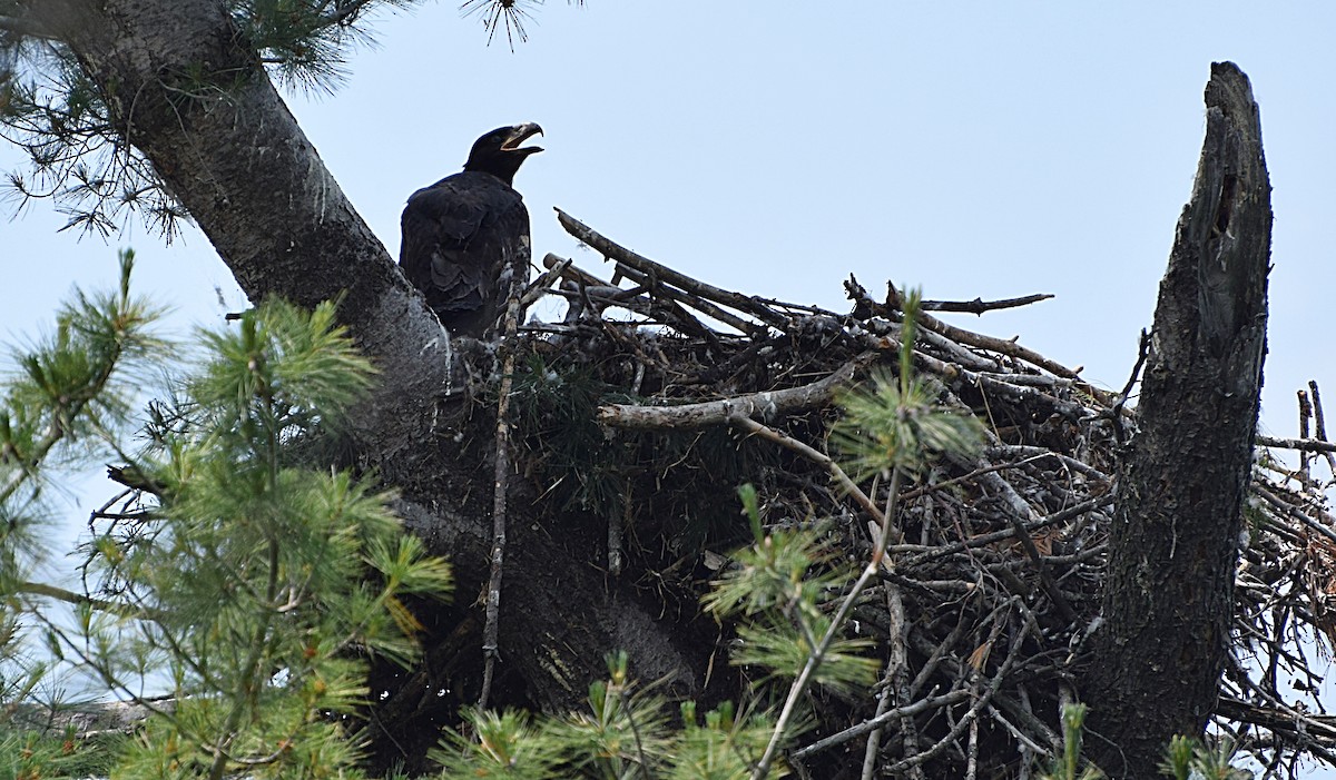 Bald Eagle - ML587188341