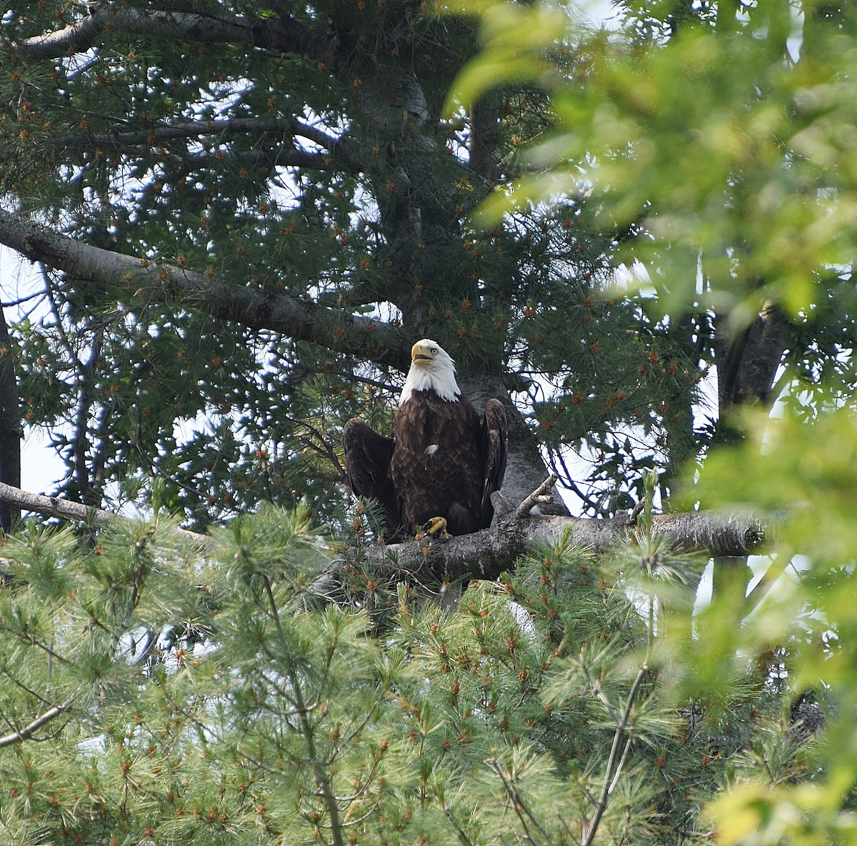 Bald Eagle - ML587188351