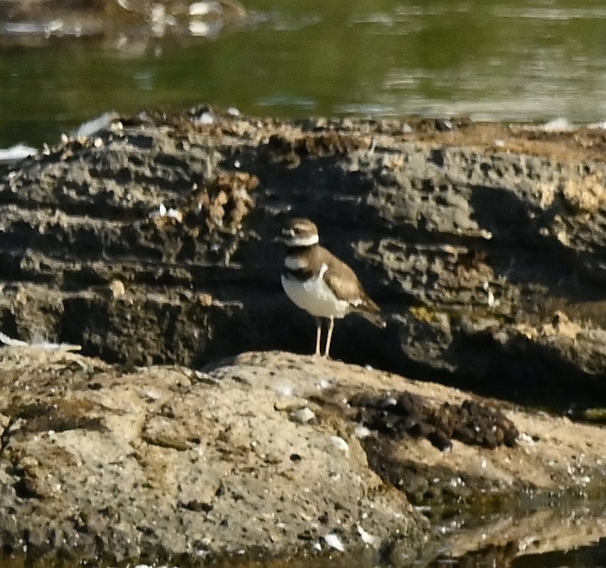 Killdeer - ML587188381