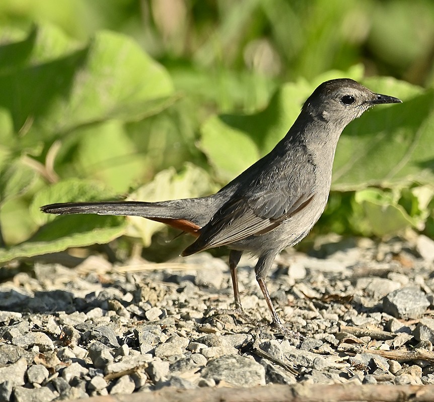 Gray Catbird - ML587188521