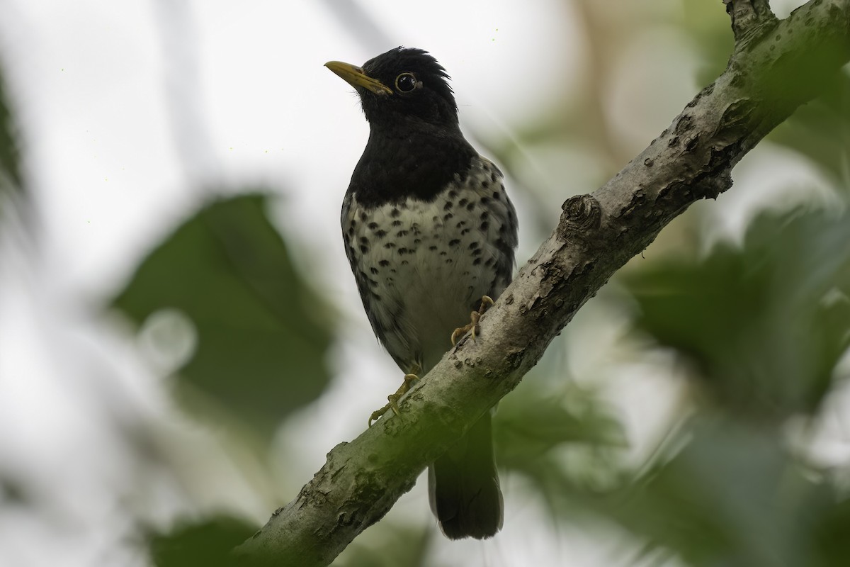 Japanese Thrush - ML587188691