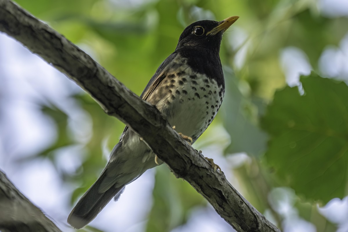 Japanese Thrush - ML587188701