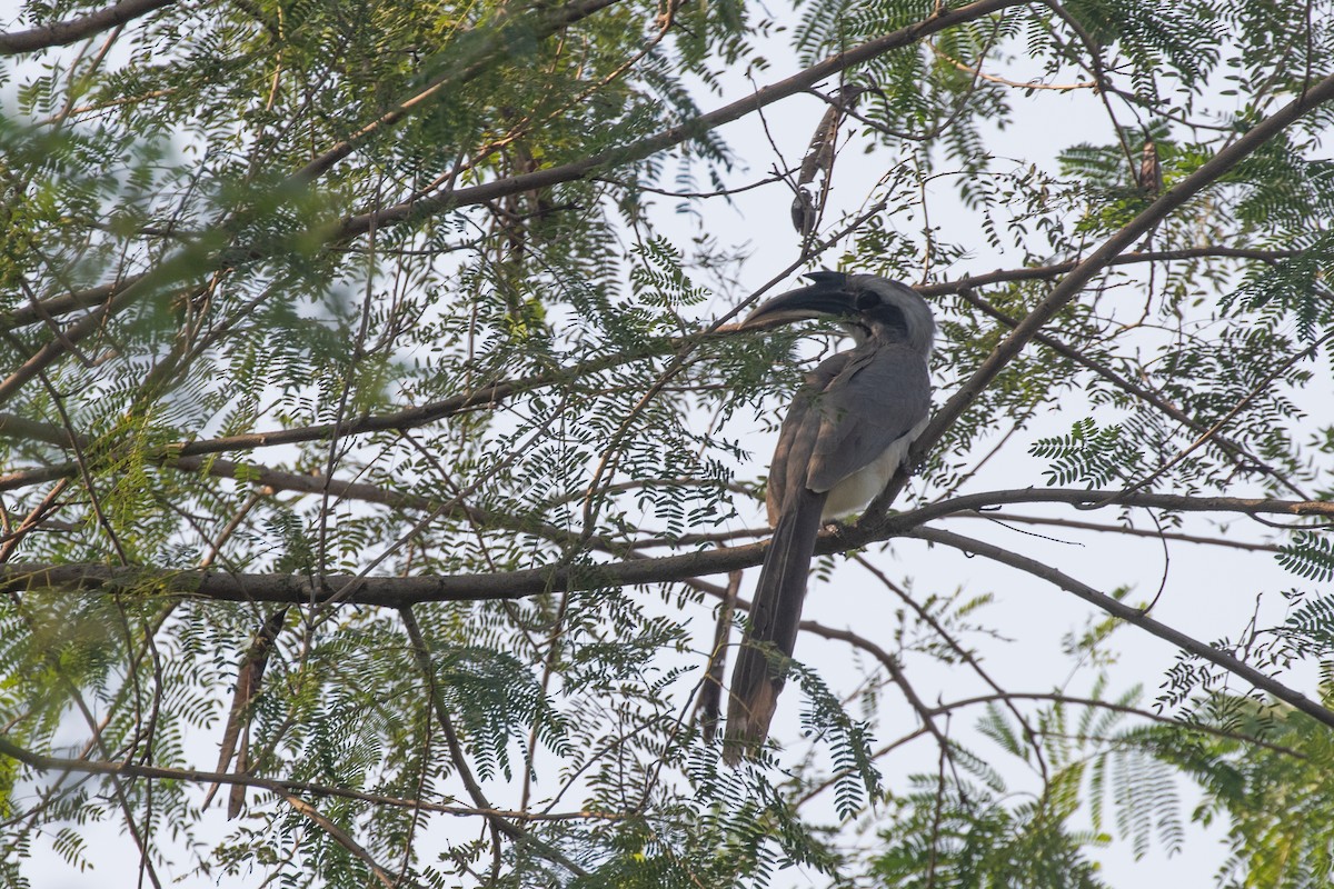 Indian Gray Hornbill - ML587188871