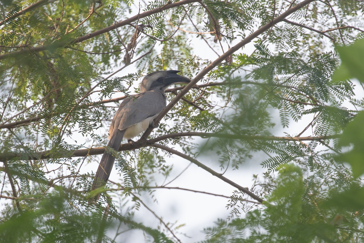 Cálao Gris Indio - ML587188881