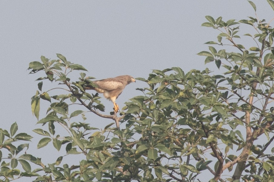 White-eyed Buzzard - ML587188961