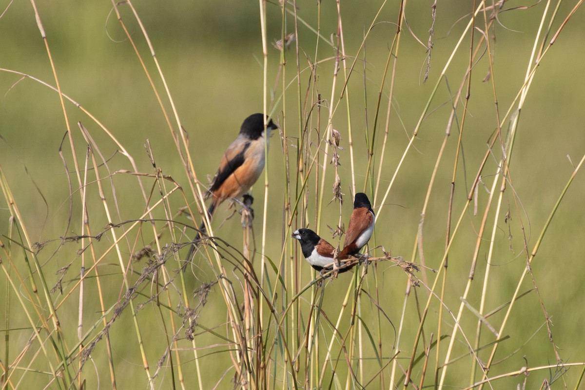 Tricolored Munia - ML587189181