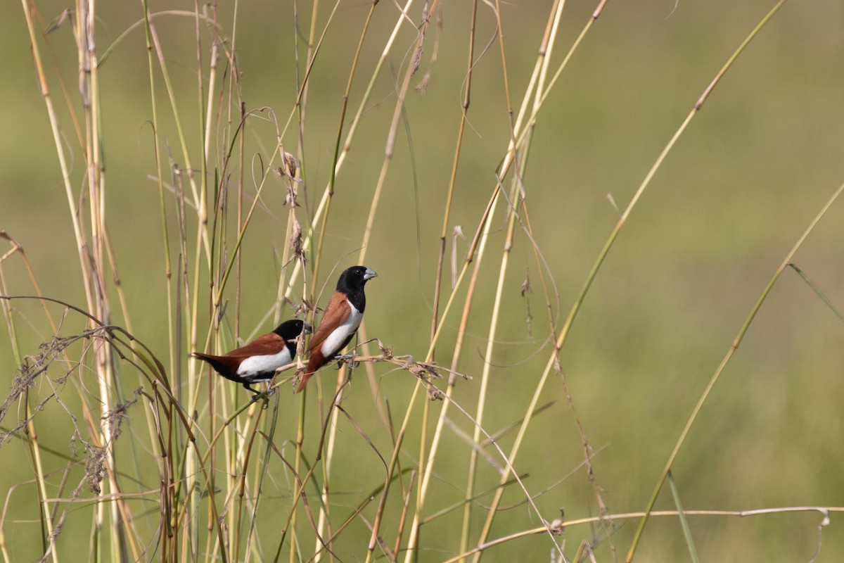 Tricolored Munia - ML587189281