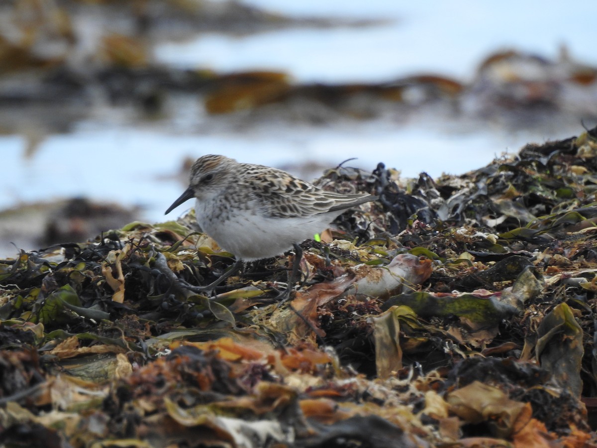 Semipalmated Sandpiper - ML58718951