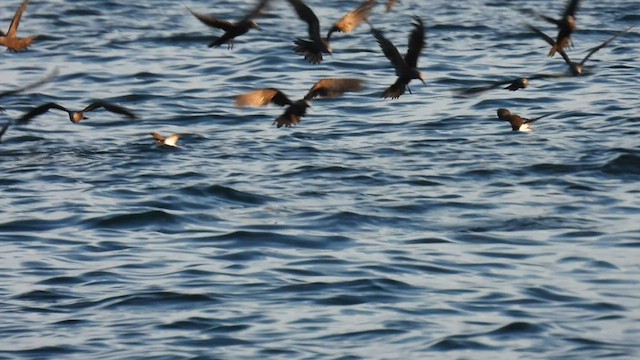 Galapagos Shearwater - ML587189731