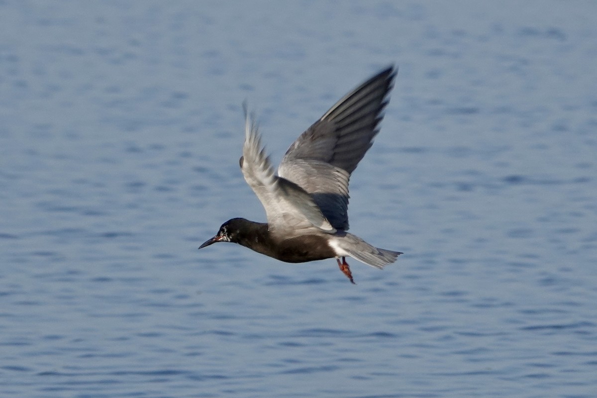 Black Tern - ML587191271