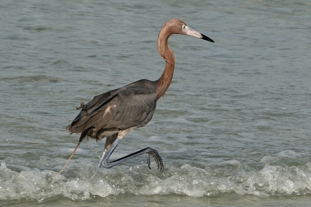 Reddish Egret - ML587192451