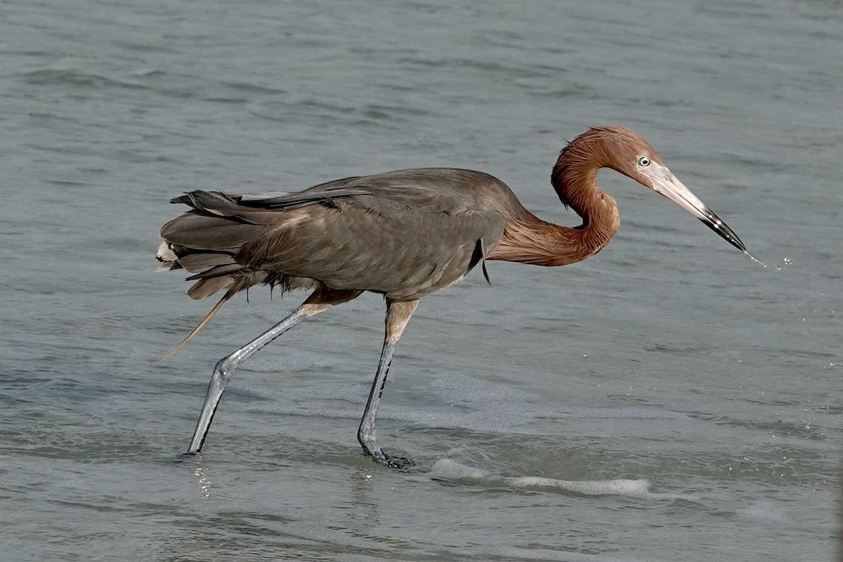 Reddish Egret - ML587192521