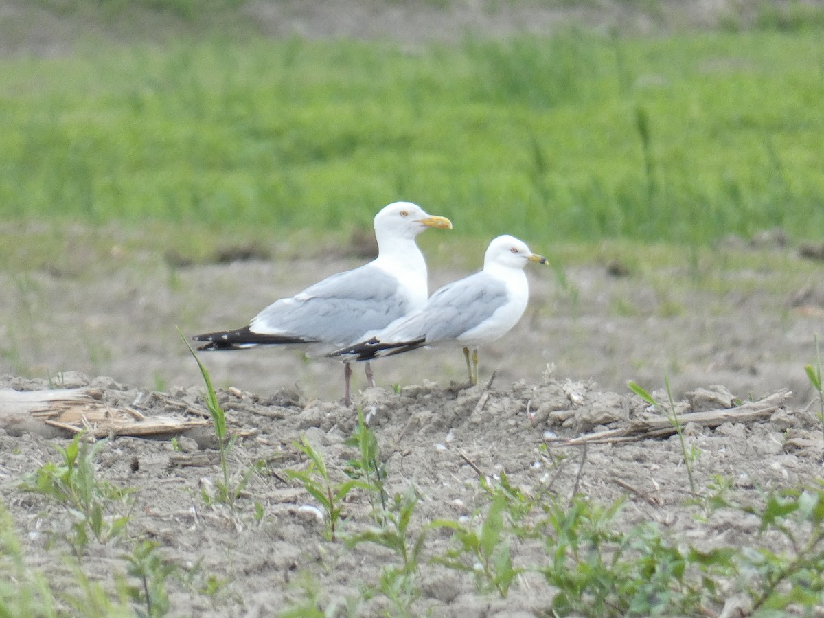 Herring Gull - ML587192871