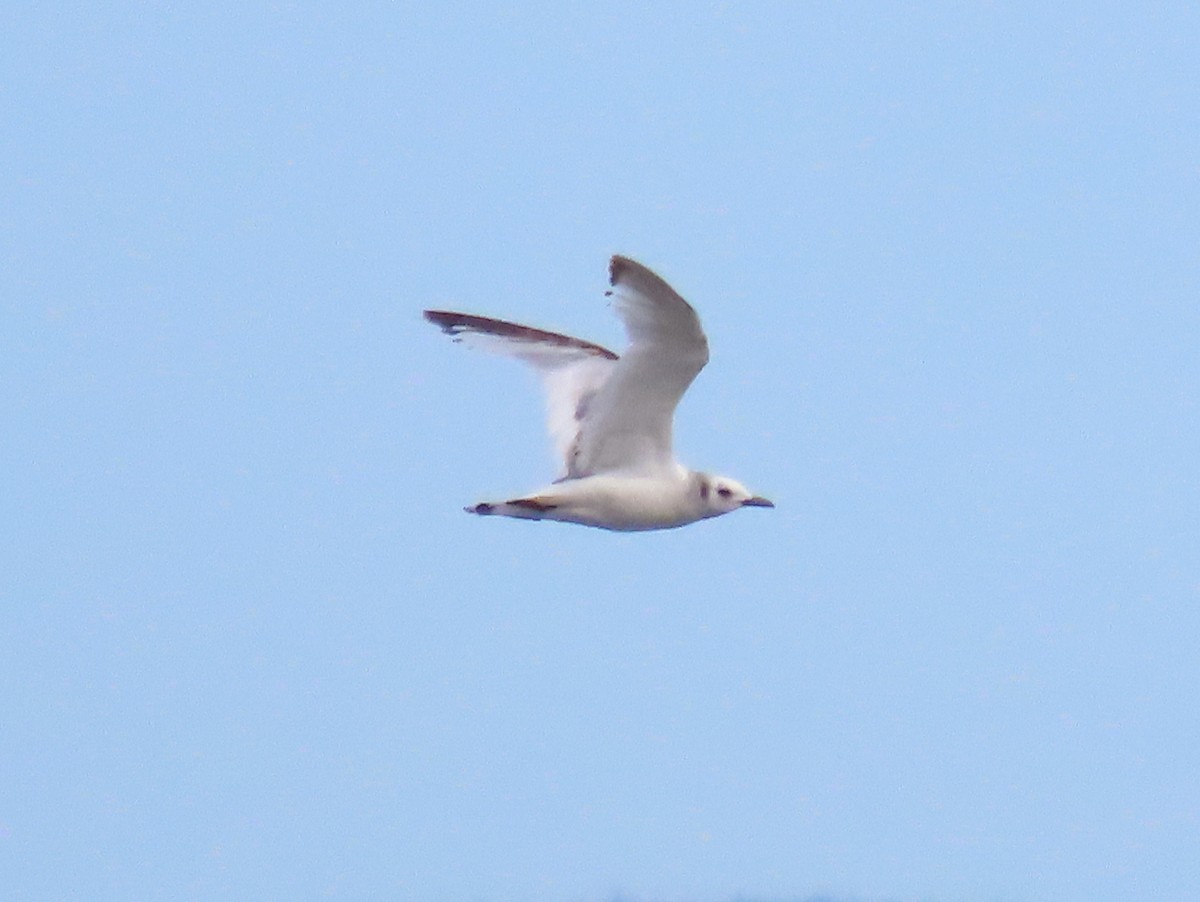 Black-legged Kittiwake - ML587193061