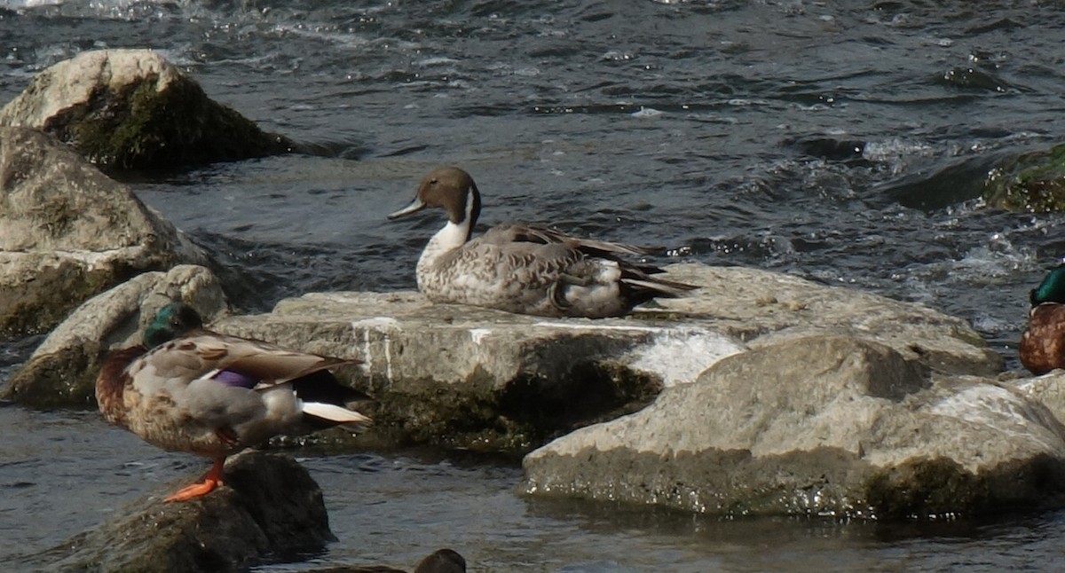 Northern Pintail - ML587193431