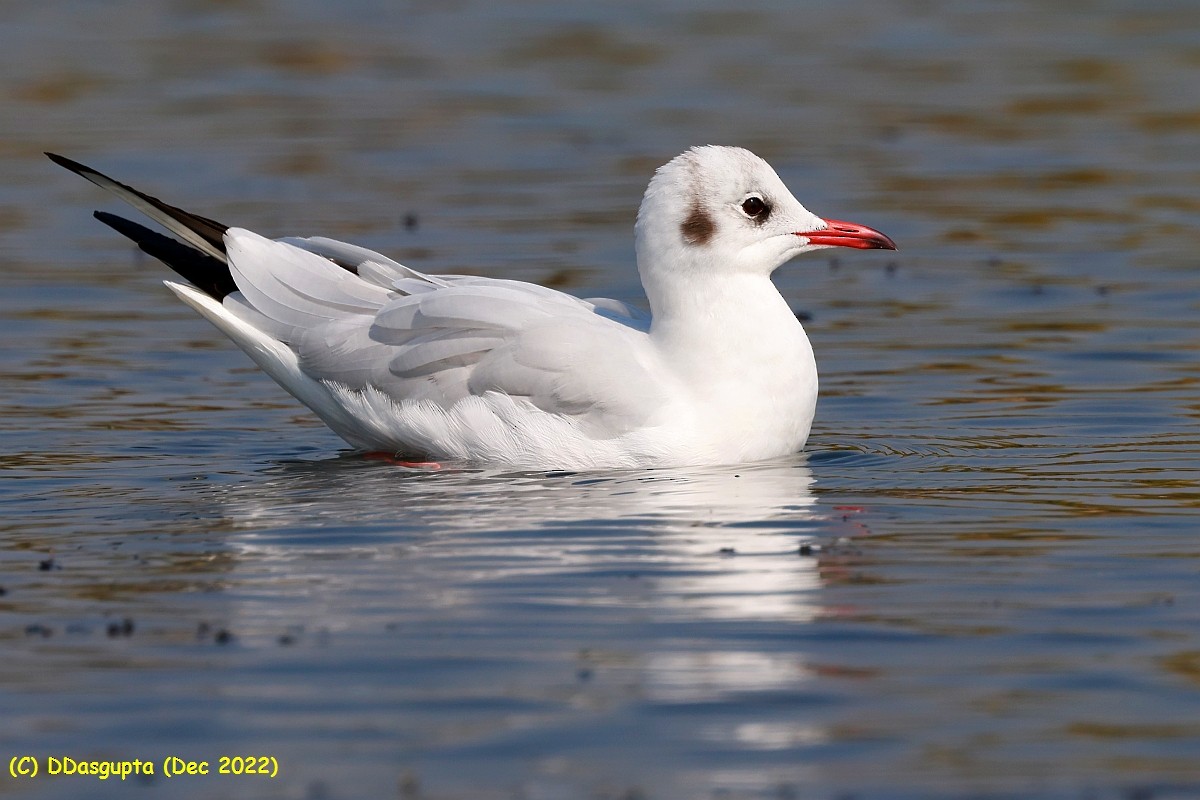 Mouette rieuse - ML587194521