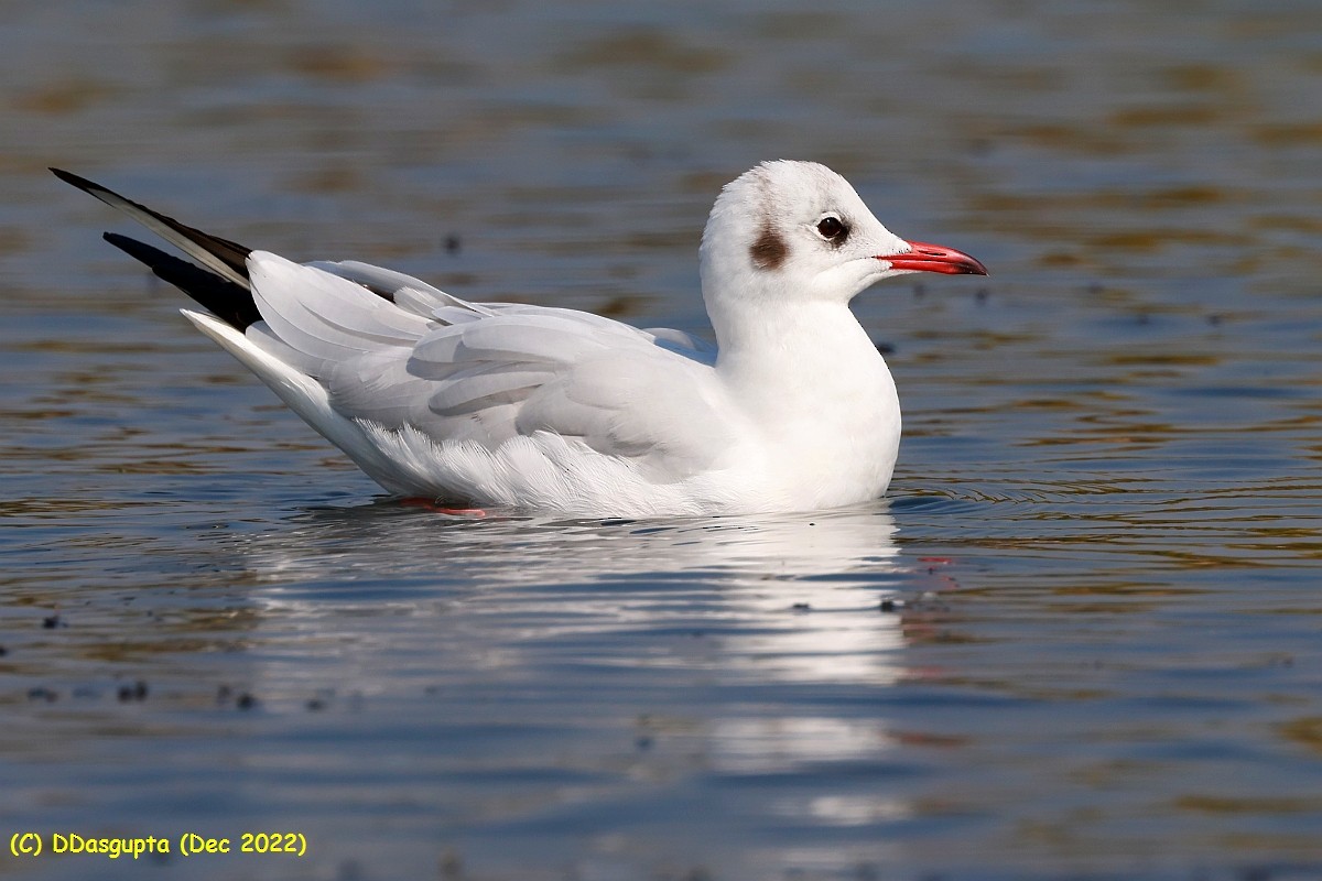 Black-headed Gull - ML587194521