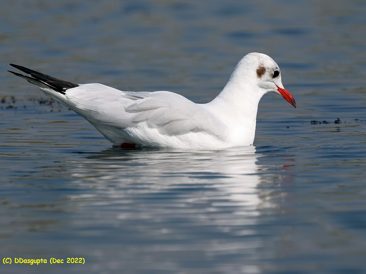 Mouette rieuse - ML587194531