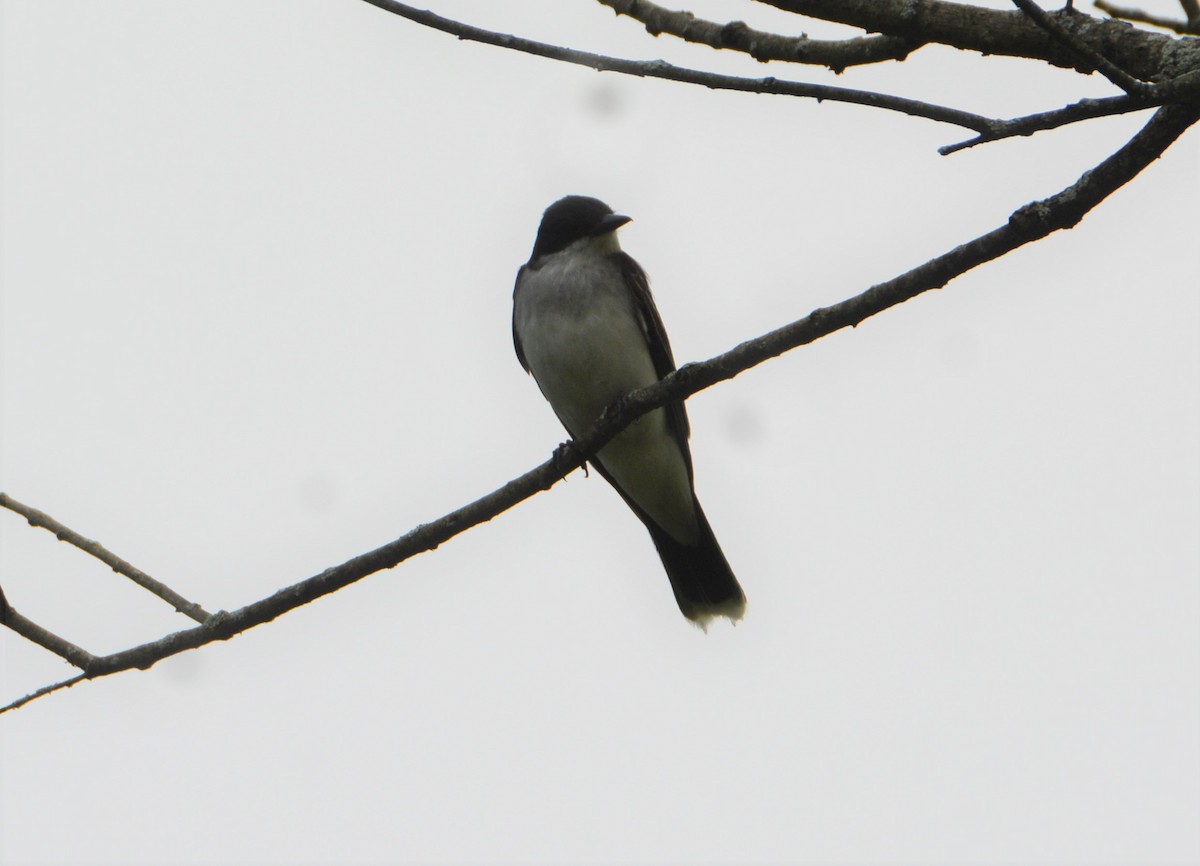 Eastern Kingbird - ML587195131