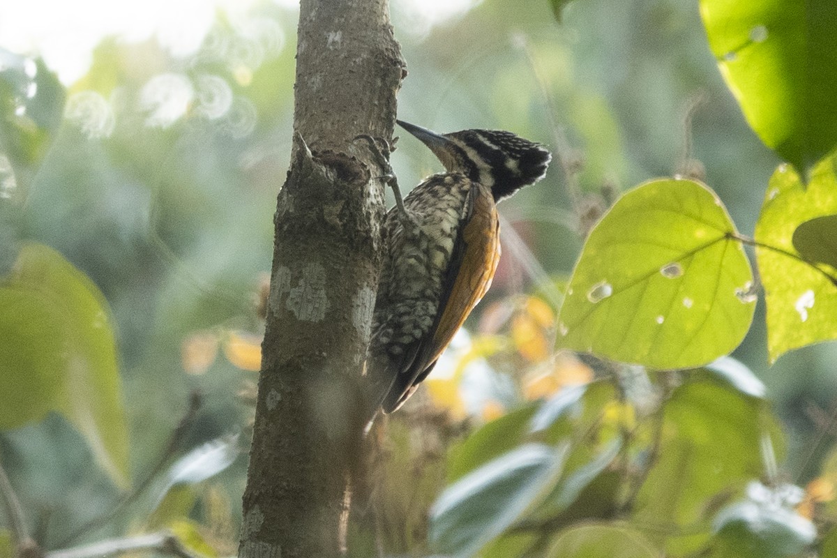 Common Flameback - ML587195431