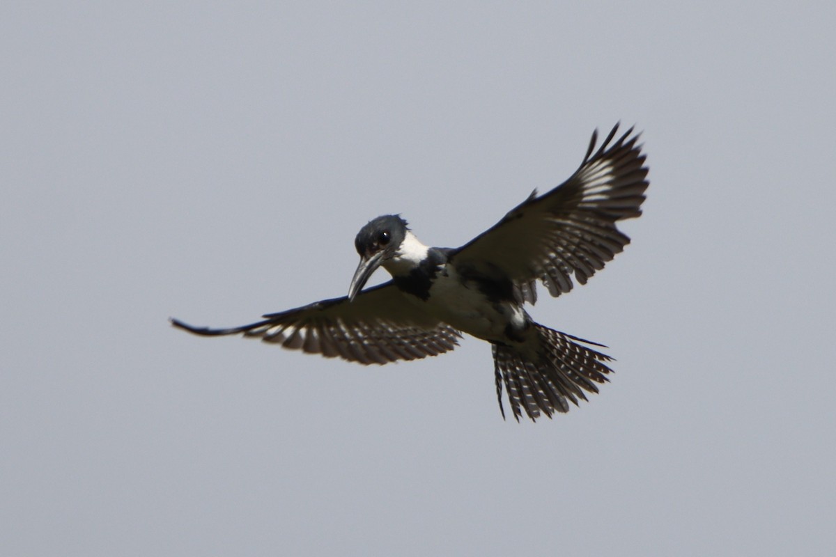 Belted Kingfisher - ML587197481