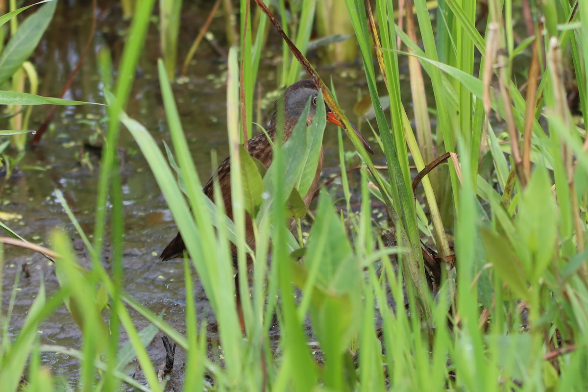 Virginia Rail - Sandy C