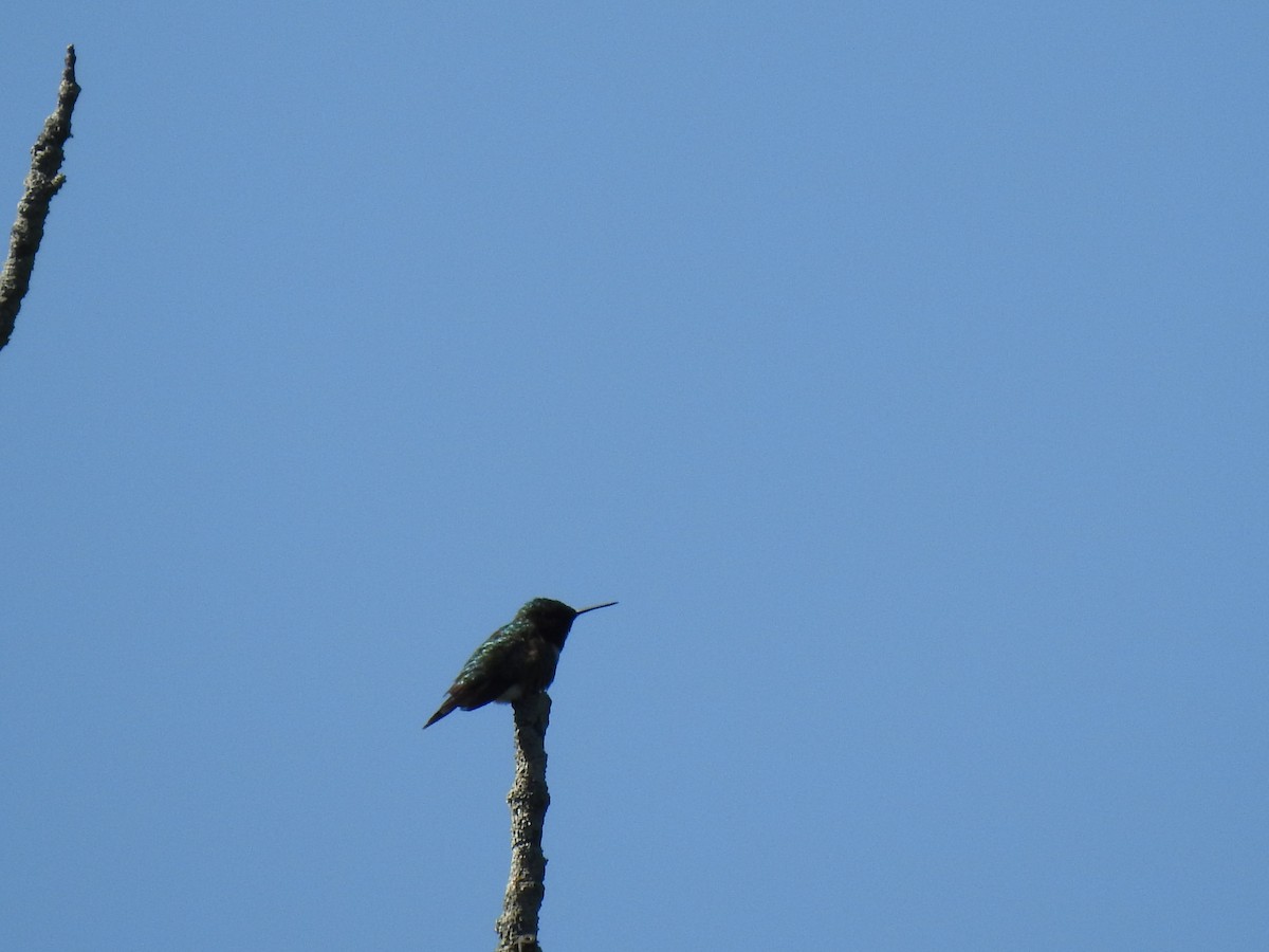 Yakut Boğazlı Kolibri - ML587198331