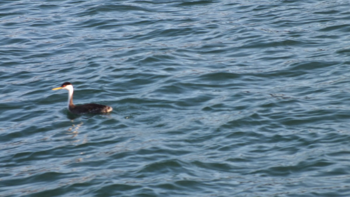 Clark's Grebe - ML587199201