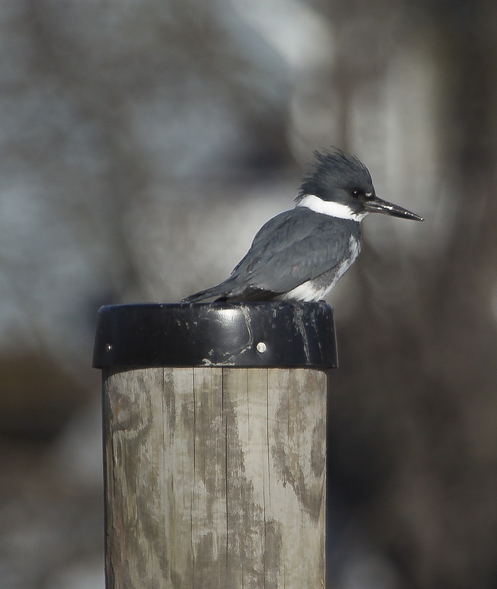 Belted Kingfisher - ML58719941