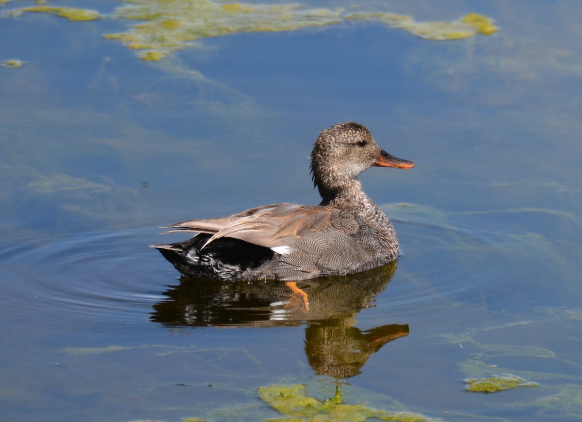 Gadwall - Doug Overacker