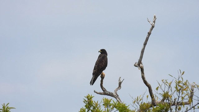 ガラパゴスノスリ - ML587200461