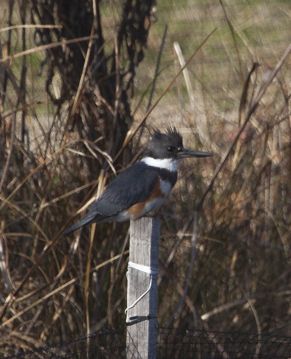 Belted Kingfisher - ML58720051